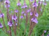 Swamp Vervain; (Verbena hastata)