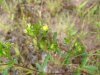 Unidentified Cinquefoil