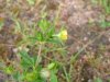 Unidentified Cinquefoil