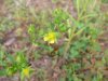 Unidentified Cinquefoil