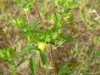 Unidentified Cinquefoil