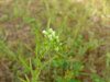 Horseweed; Canada Fleabane (Conyza canadensis; was called Erigeron canadensis)