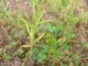 Horseweed; Canada Fleabane (Conyza canadensis; was called Erigeron canadensis)