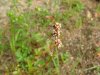 Lady's Thumb (Polygonum persicaria)