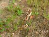 Lady's Thumb (Polygonum persicaria)