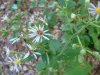Possibly a Large-leaved Aster (Aster macrophyllus)