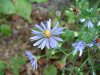 Possibly a Large-leaved Aster (Aster macrophyllus)