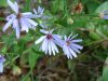 Possibly a Large-leaved Aster (Aster macrophyllus)