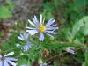 Possibly a Large-leaved Aster (Aster macrophyllus)