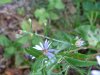 Possibly a Large-leaved Aster (Aster macrophyllus)