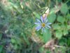 Possibly a Large-leaved Aster (Aster macrophyllus)