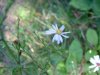 Possibly a Large-leaved Aster (Aster macrophyllus)
