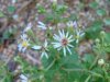 Possibly a Large-leaved Aster (Aster macrophyllus)