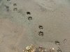 Animal prints in the sand