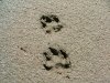 Animal prints in the sand