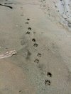 Animal prints in the sand