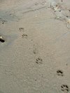 Animal prints in the sand