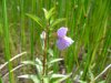 Square-Stemmed Monkey-Flower (Mimulus ringens)