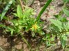 Pale St John's-Wort (Hypericum ellipticum)