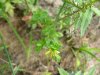 Pale St John's-Wort (Hypericum ellipticum)