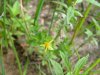 Pale St John's-Wort (Hypericum ellipticum)