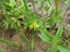 Pale St John's-Wort (Hypericum ellipticum)