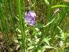 Square-Stemmed Monkey-Flower (Mimulus ringens)