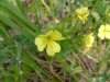 Common Evening-Primrose (Oenothera biennis)