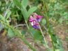 Beach Pea (Lathyrus japonicus)