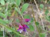 Beach Pea (Lathyrus japonicus)