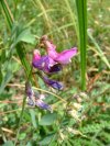Beach Pea (Lathyrus japonicus)
