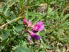 Beach Pea (Lathyrus japonicus)