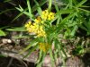 Grass-leaved Goldenrod (Euthamia graminifolia) (this species was called (Solidago graminifolia)