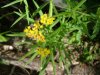 Grass-leaved Goldenrod (Euthamia graminifolia) (this species was called (Solidago graminifolia)