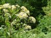 Panicled Aster; Tall White Aster (Symphyotrichum lanceolatum) (formerly called Aster lanceolatus)