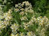 Panicled Aster; Tall White Aster (Symphyotrichum lanceolatum) (formerly called Aster lanceolatus)