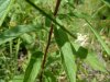 Panicled Aster; Tall White Aster (Symphyotrichum lanceolatum) (formerly called Aster lanceolatus)