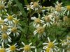 Panicled Aster; Tall White Aster (Symphyotrichum lanceolatum) (formerly called Aster lanceolatus)