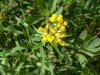 Grass-leaved Goldenrod (Euthamia graminifolia) (this species was called (Solidago graminifolia)