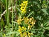 Grass-leaved Goldenrod (Euthamia graminifolia) (this species was called (Solidago graminifolia)
