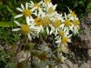 Panicled Aster; Tall White Aster (Symphyotrichum lanceolatum) (formerly called Aster lanceolatus)
