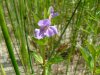 Yellow-Loosestrife; Swamp Candles (Lysimachia terrestris)