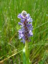 Pickerelweed (Pontederia cordata)