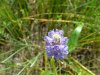 Pickerelweed (Pontederia cordata)