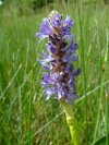 Pickerelweed (Pontederia cordata)