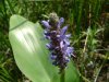 Pickerelweed (Pontederia cordata)