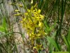 Yellow-Loosestrife; Swamp Candles (Lysimachia terrestris)
