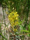 Yellow-Loosestrife; Swamp Candles (Lysimachia terrestris)