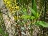 Yellow-Loosestrife; Swamp Candles (Lysimachia terrestris)