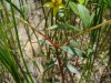 Yellow-Loosestrife; Swamp Candles (Lysimachia terrestris)